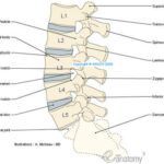 Prevenir Lesiones - Patología de la columna.